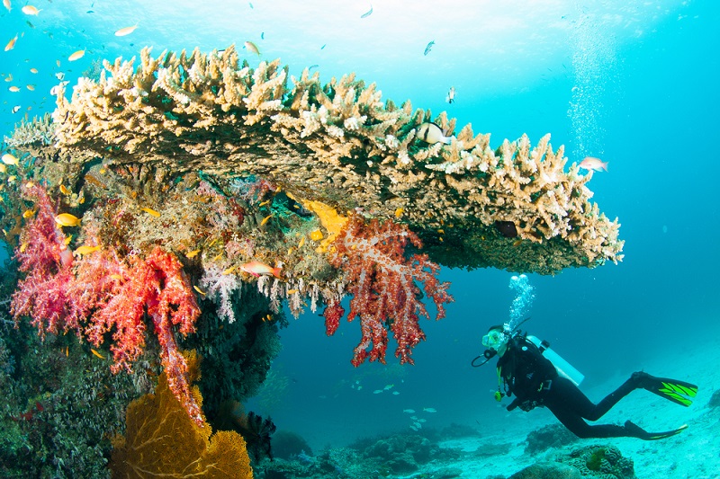 Beim Tauchen vor den Similan Inseln gibt es etliche Geheimnisse und Lebewesen zu entdecken. (#01)