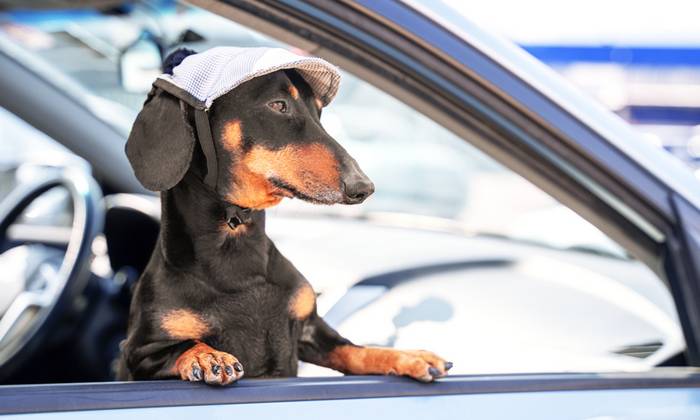 Die Fahrt im Auto ist für die Fellnase die angenehmste Art zu Reisen. (Foto: shutterstock - Masarik)