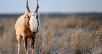 Saiga-Antilope: Erfolgreicher Artenschutz führt zu (Foto: AdobeStock - Yakov 556989012)